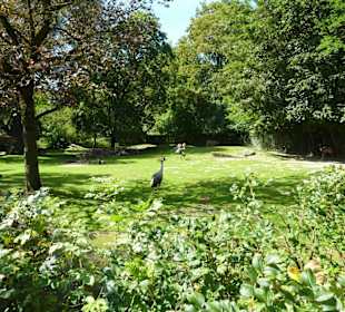 Nyala &  Kronenkranich Anlage