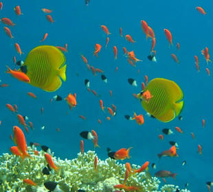 Bunte Vielfalt am Hausriff