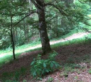 Waldlehrpfad in Tieringen