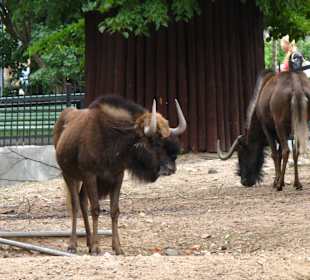 Zoo Moskiewskie