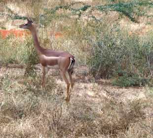 Eine niedliche Giraffenantilope