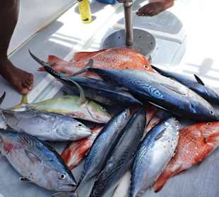 Unser Fang beim Angeln