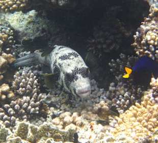 Ein großer Kugelfisch.