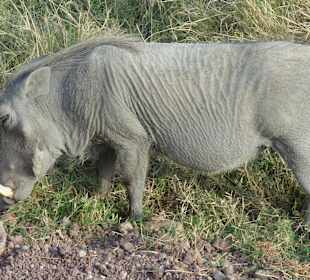 Warzenschwein