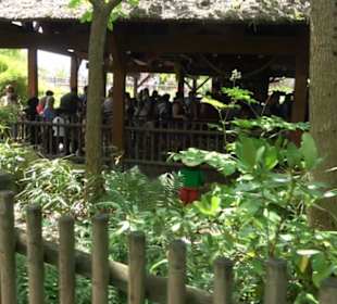 Land der Abenteuer - Dschungel X-pedition