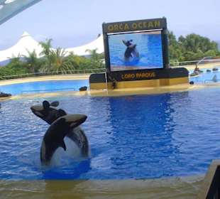 Orka show