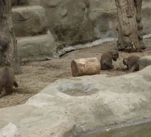 Zoo Warszawa