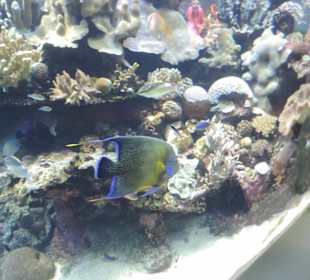Im Aquarium unterwegs