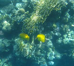 Schnorcheln Marsa Alam