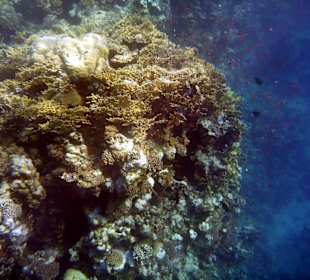 Am Aussenriff Richtung Resta Reef