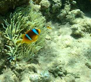 Anemonenfische am Hausriff