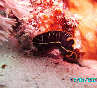 Nacktschnecke