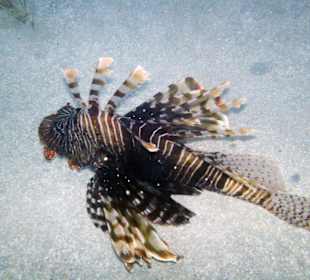 Feuerfische unter der mittleren Plattform vom Steg