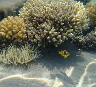 Kleiner Nemo am Hausriff