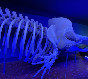 Aquazoo Löbbecke Museum Düsseldorf