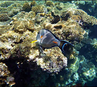 Rafa przy hotelu El Faraana Reef Resort