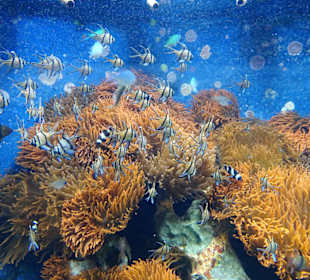 Impressionen aus dem Aquazoo Löbbecke Museum