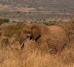 Elefant im Tsavo West