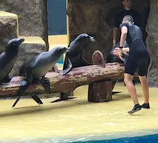 Robbenshow im Loro Park.