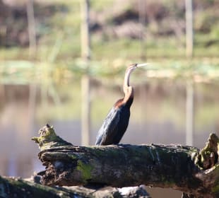 Schlangenhalsvogel