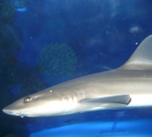 Röhren Aquarium Antalya 