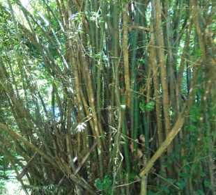 Auf dem Fluß, Natur pur