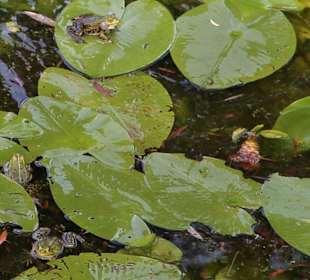 Frösche zwischen den Seerosen