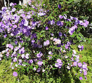 Impressionen aus dem Stadtpark von Funchal