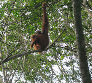 Orang Uta Park
