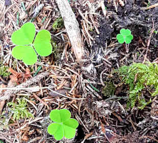 Wandern Mittelberg (Vorarlberg)