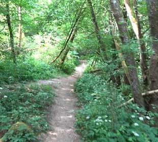 Rundwanderung Klingenbachtal - Sulzbachsee