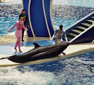 Delfin und Wal Show