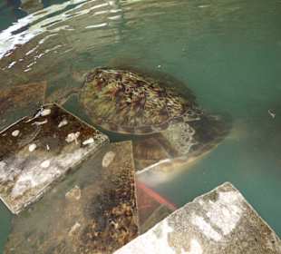 Schildkrötenaufzuchtfarm
