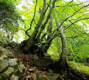 Plöckenpass Ende September 2010