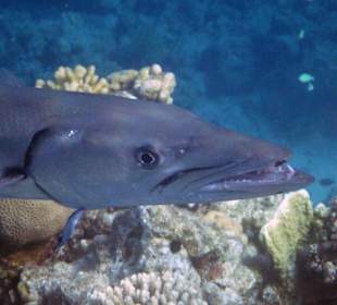 Barrakuda Sharks Bay