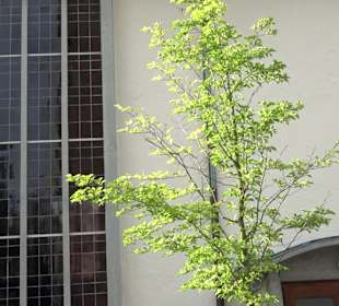 Evangelische Lukaskirche