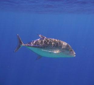 Blauflossen-Makrele (1m)