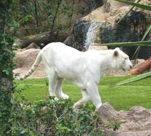 Loro Parque - Weißer Tiger
