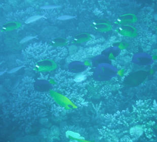 Kurznasendoktorfisch