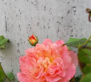 In der Stadt Schleswig