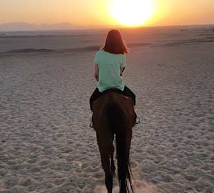 Reiten & Kamelreiten Dana Beach