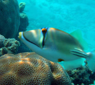 Hotel Lahami Bay Hausriff