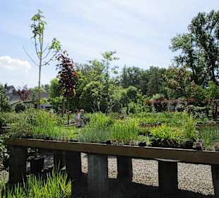 Peterhof-Pflanzen in Hanhofen