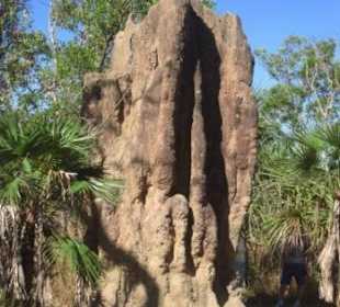 Termitenbau vom Kathedralentyp