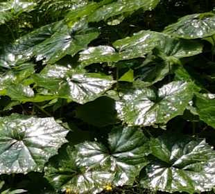 Wandern Neumarkt in der Steiermark