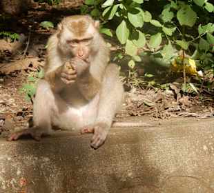 Phnom ProsTempel - Affen