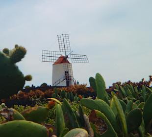 Jardin de cactus