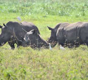 Lake Nakuru - Rhinos