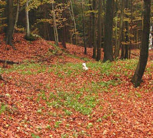 Moritzberg im Herbst