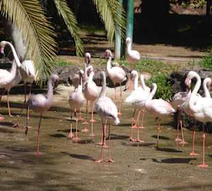 Flamingos